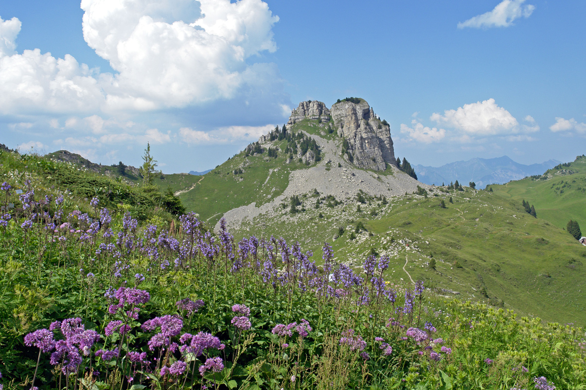 5 aussergewöhnliche botanische Gärten in der Schweiz Encore