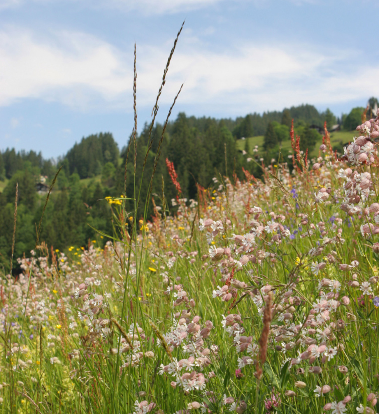 5 aussergewöhnliche botanische Gärten in der Schweiz Encore